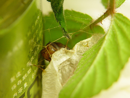 按此在新視窗瀏覽圖片