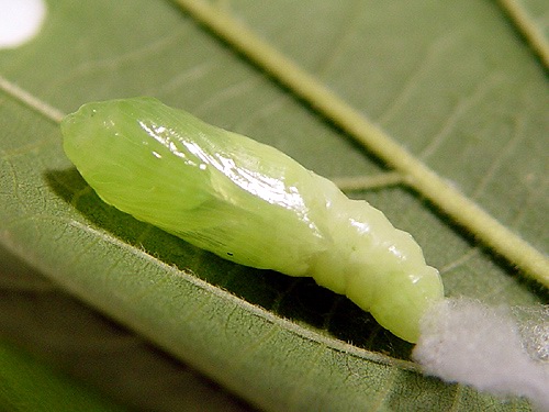 按此在新視窗瀏覽圖片