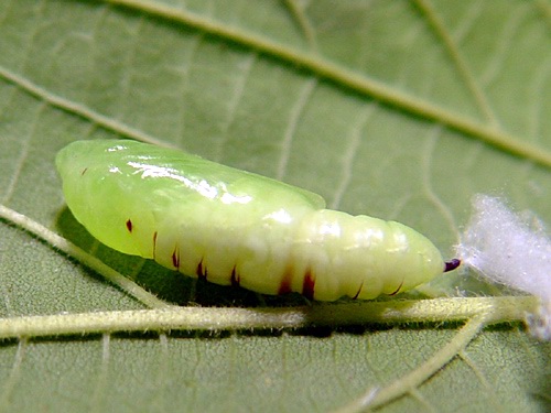 按此在新視窗瀏覽圖片