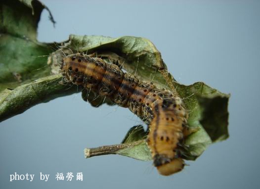 按此在新視窗瀏覽圖片