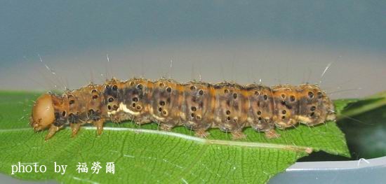 按此在新視窗瀏覽圖片