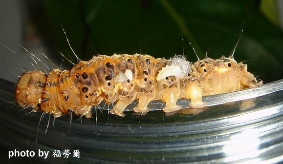 按此在新視窗瀏覽圖片