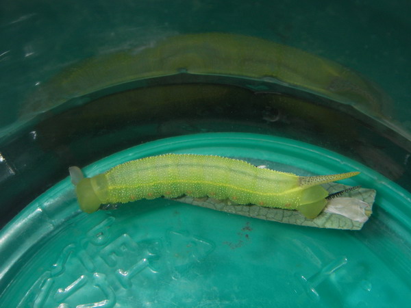 按此在新視窗瀏覽圖片