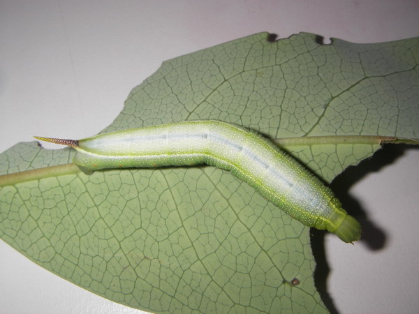 按此在新視窗瀏覽圖片