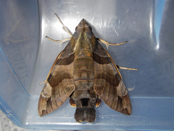 按此在新視窗瀏覽圖片