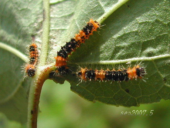 按此在新視窗瀏覽圖片