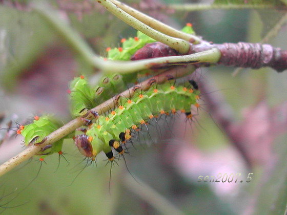 按此在新視窗瀏覽圖片