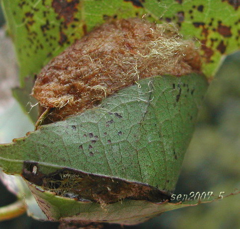按此在新視窗瀏覽圖片