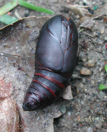 按此在新視窗瀏覽圖片