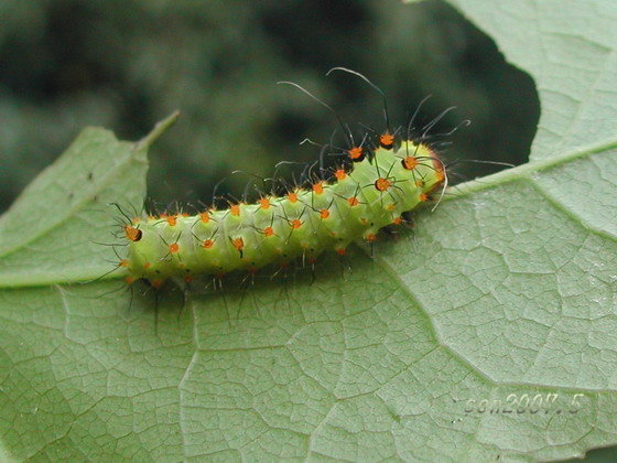 按此在新視窗瀏覽圖片