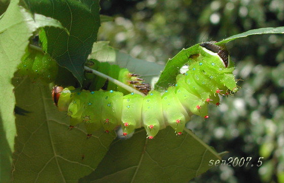 按此在新視窗瀏覽圖片