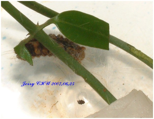 按此在新視窗瀏覽圖片