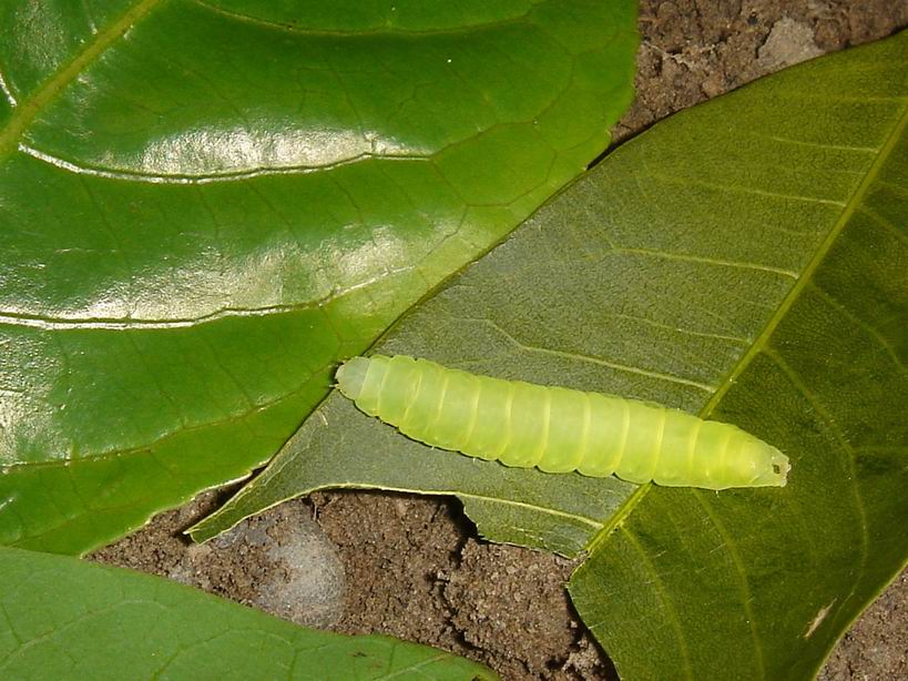 按此在新視窗瀏覽圖片