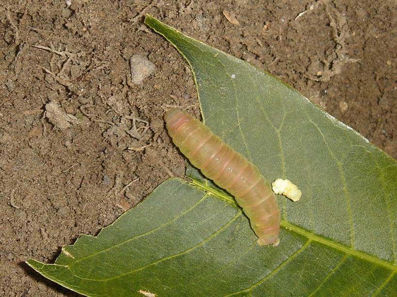 按此在新視窗瀏覽圖片