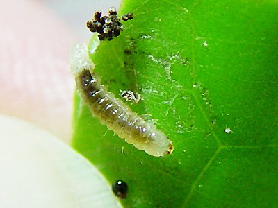 按此在新視窗瀏覽圖片