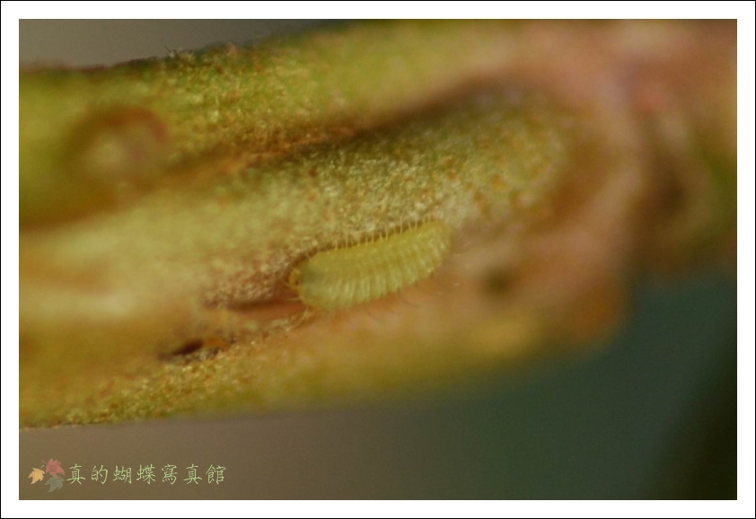 按此在新視窗瀏覽圖片