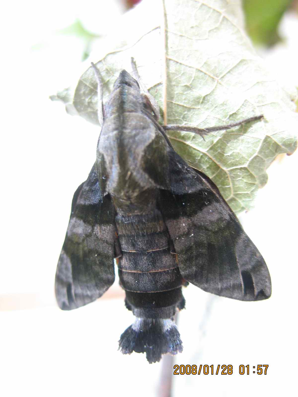 按此在新視窗瀏覽圖片