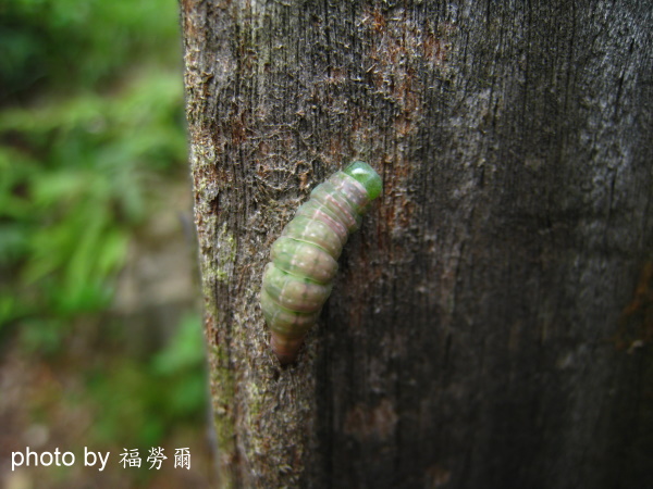 按此在新視窗瀏覽圖片