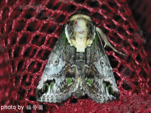 按此在新視窗瀏覽圖片