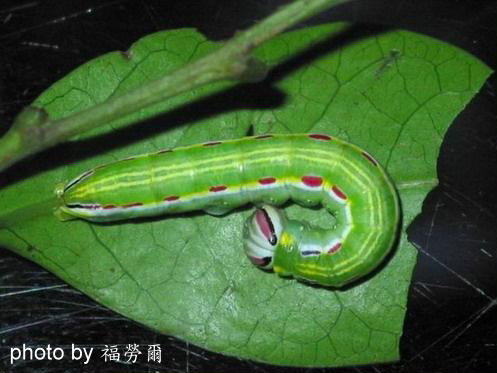 按此在新視窗瀏覽圖片