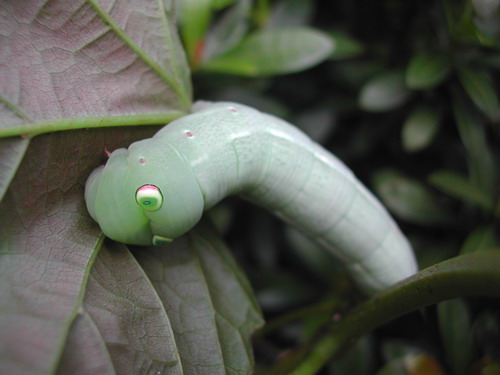 按此在新視窗瀏覽圖片