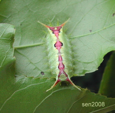 按此在新視窗瀏覽圖片