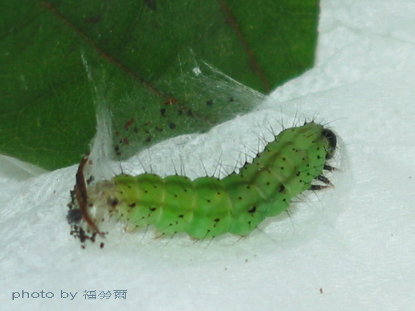 按此在新視窗瀏覽圖片