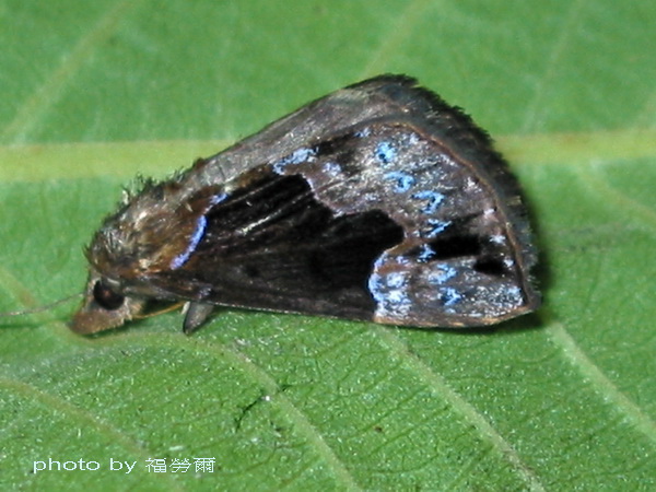 按此在新視窗瀏覽圖片