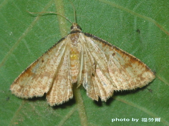 按此在新視窗瀏覽圖片