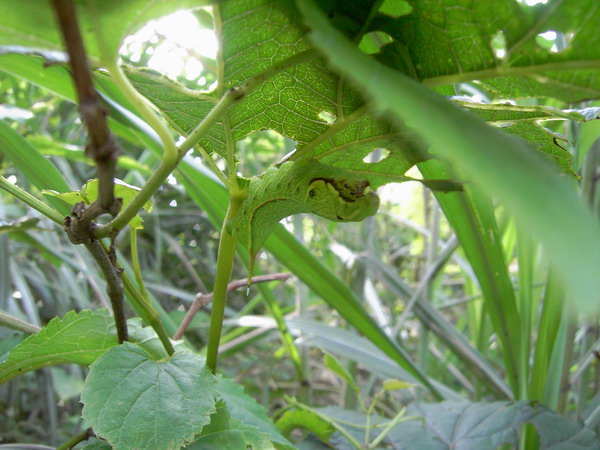 按此在新視窗瀏覽圖片