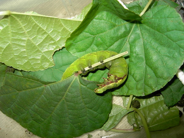 按此在新視窗瀏覽圖片