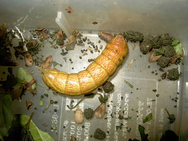 按此在新視窗瀏覽圖片