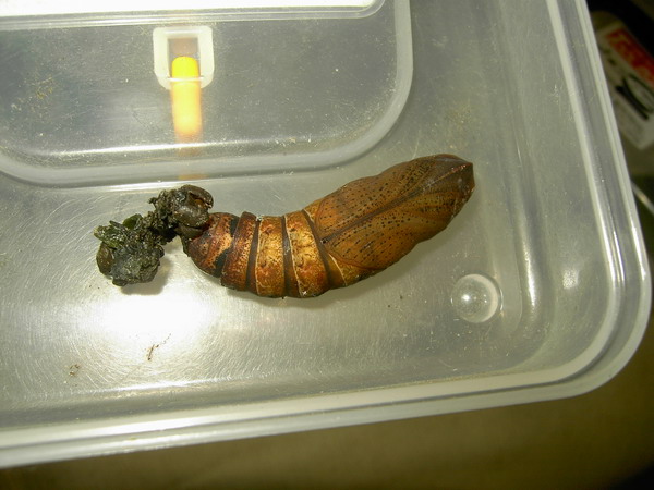 按此在新視窗瀏覽圖片