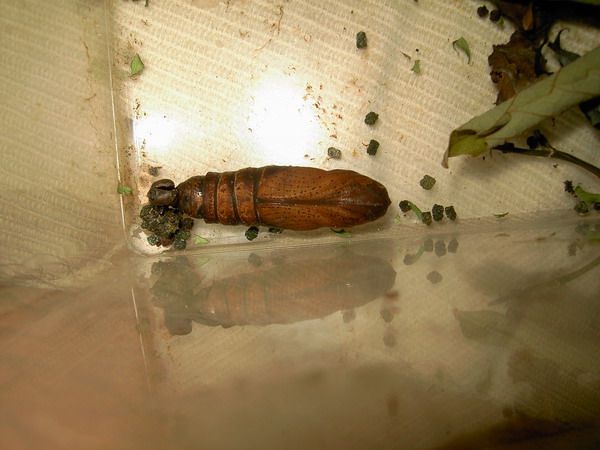 按此在新視窗瀏覽圖片