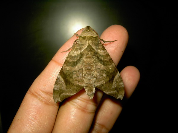 按此在新視窗瀏覽圖片