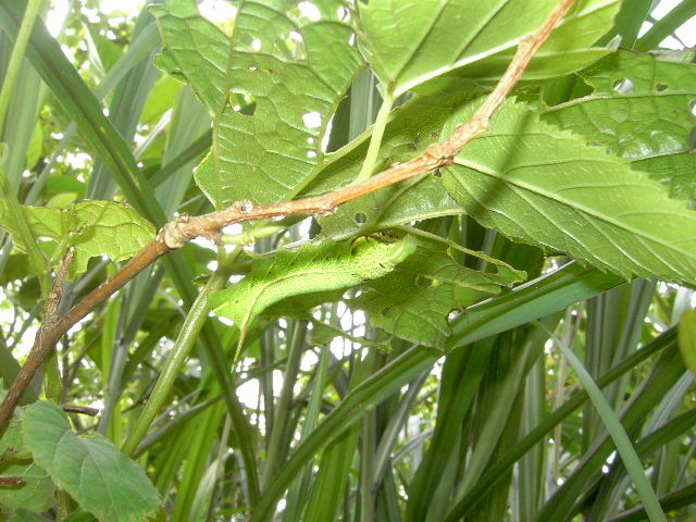 按此在新視窗瀏覽圖片