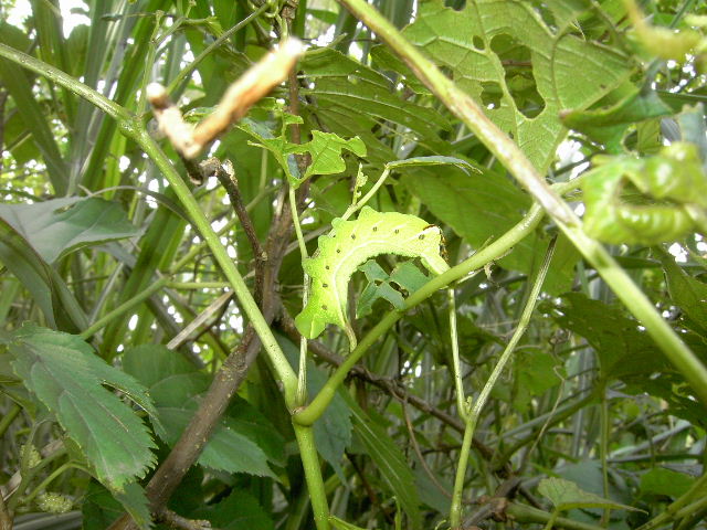 按此在新視窗瀏覽圖片