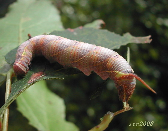 按此在新視窗瀏覽圖片