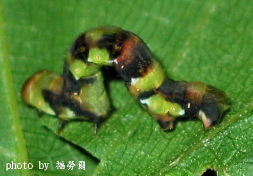 按此在新視窗瀏覽圖片