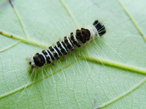 按此在新視窗瀏覽圖片