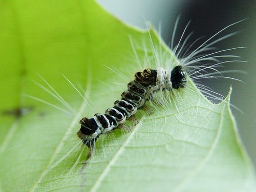 按此在新視窗瀏覽圖片