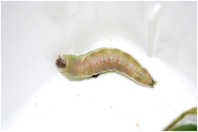 按此在新視窗瀏覽圖片