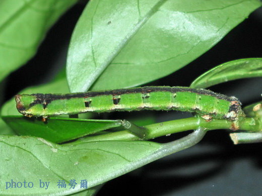 按此在新視窗瀏覽圖片