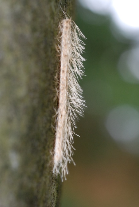 «ö¦¹¦b·sµøµ¡ÂsÄý¹Ï¤ù