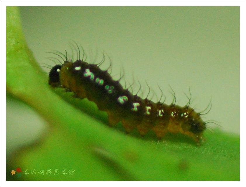 按此在新視窗瀏覽圖片