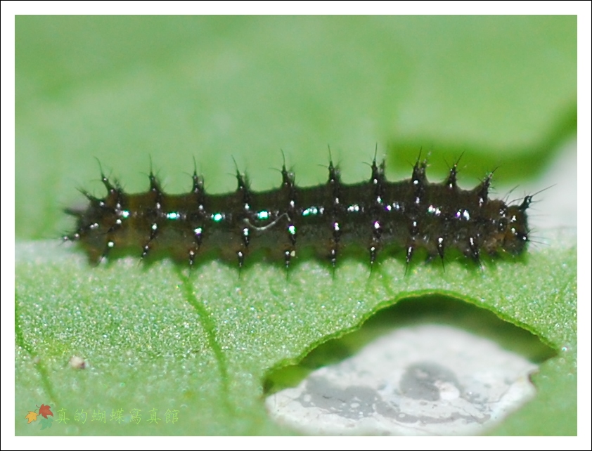 按此在新視窗瀏覽圖片