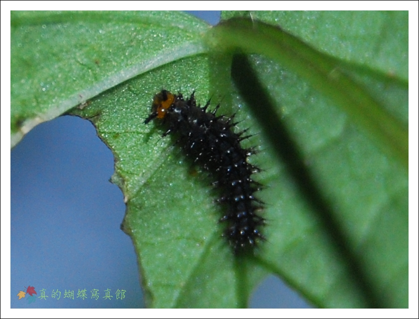 按此在新視窗瀏覽圖片