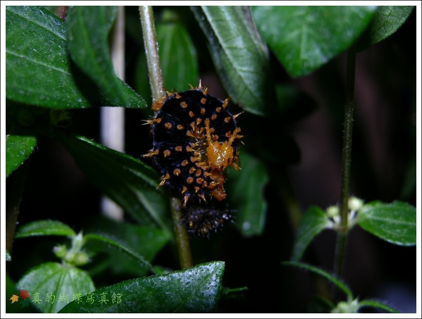 按此在新視窗瀏覽圖片