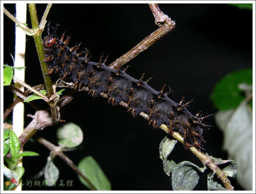 按此在新視窗瀏覽圖片