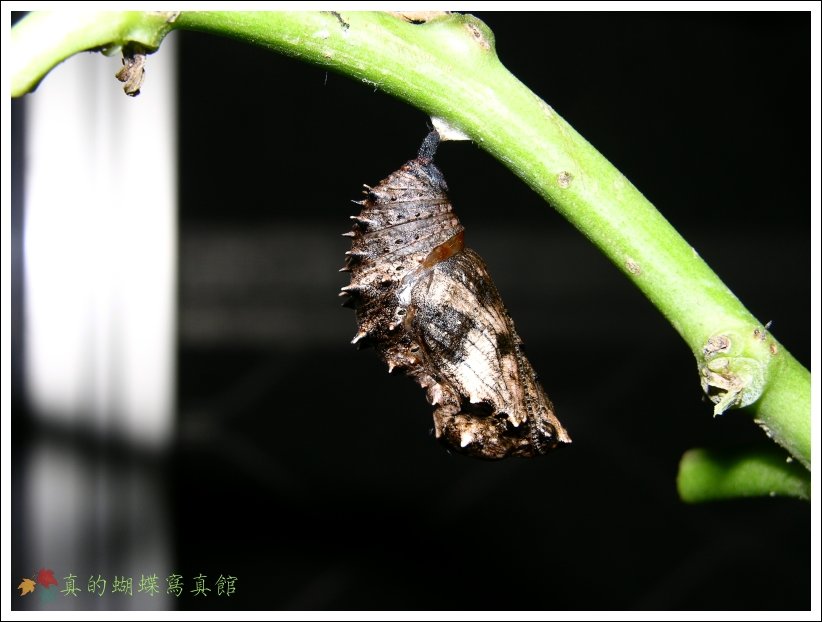 按此在新視窗瀏覽圖片